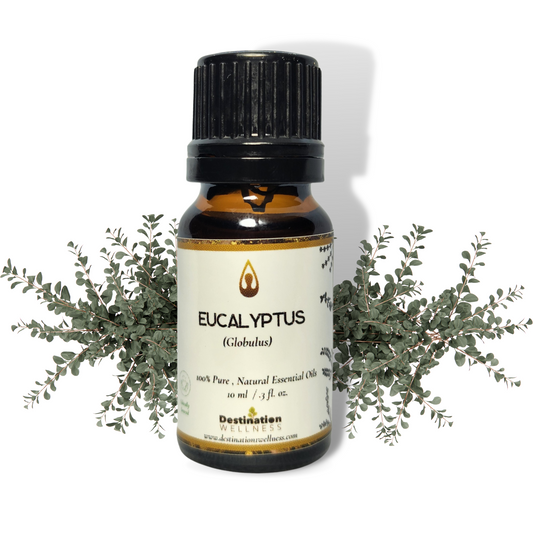 Eucalyptus Globulus