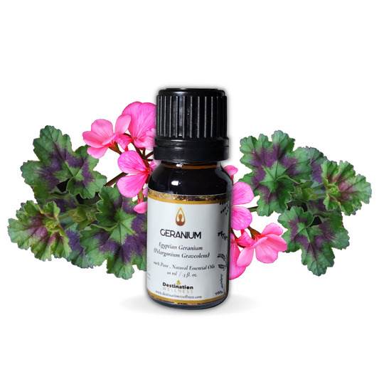 Egyptian Geranium